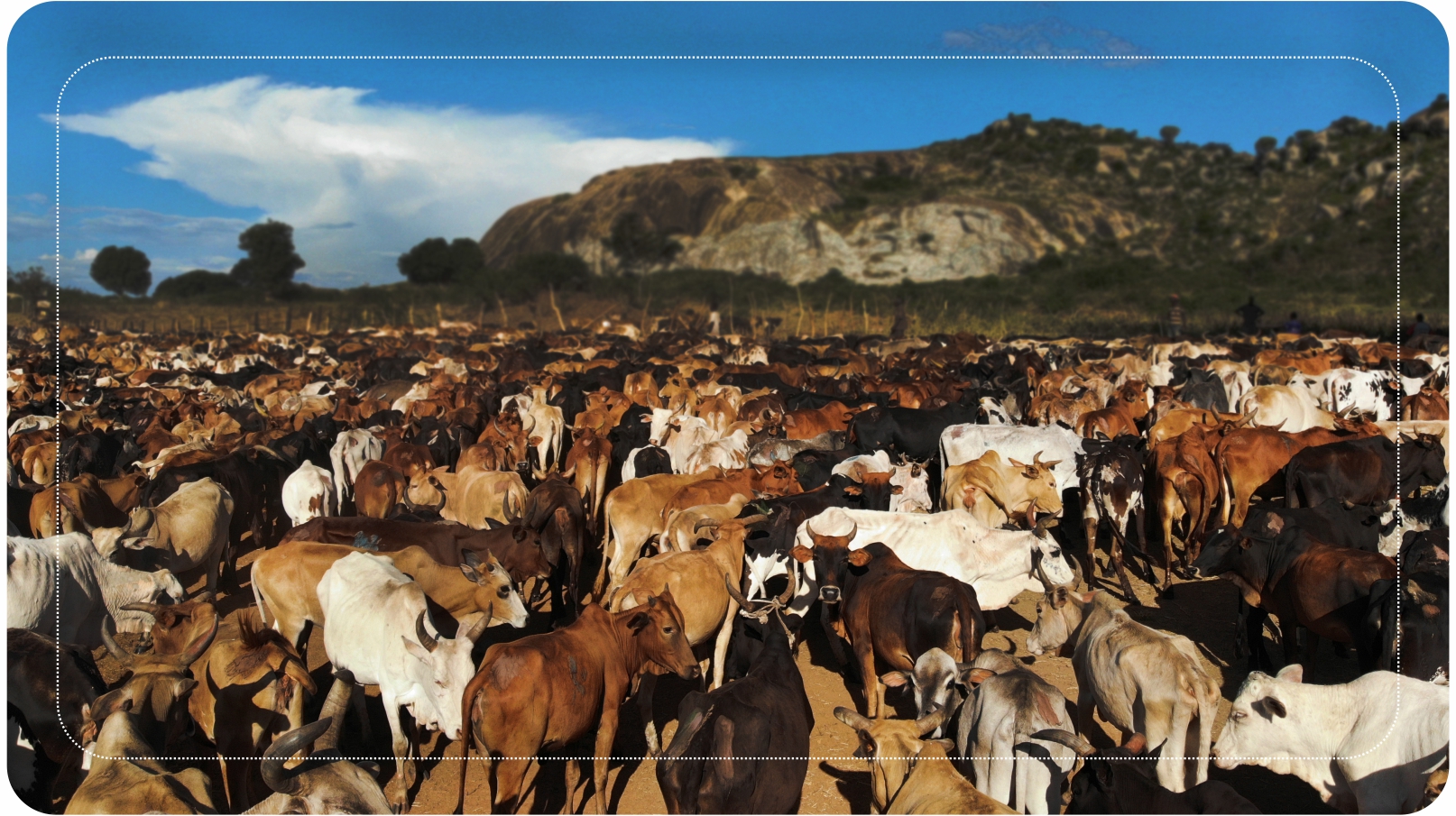 Büyükbaş Kurban Proje Organizasyonu