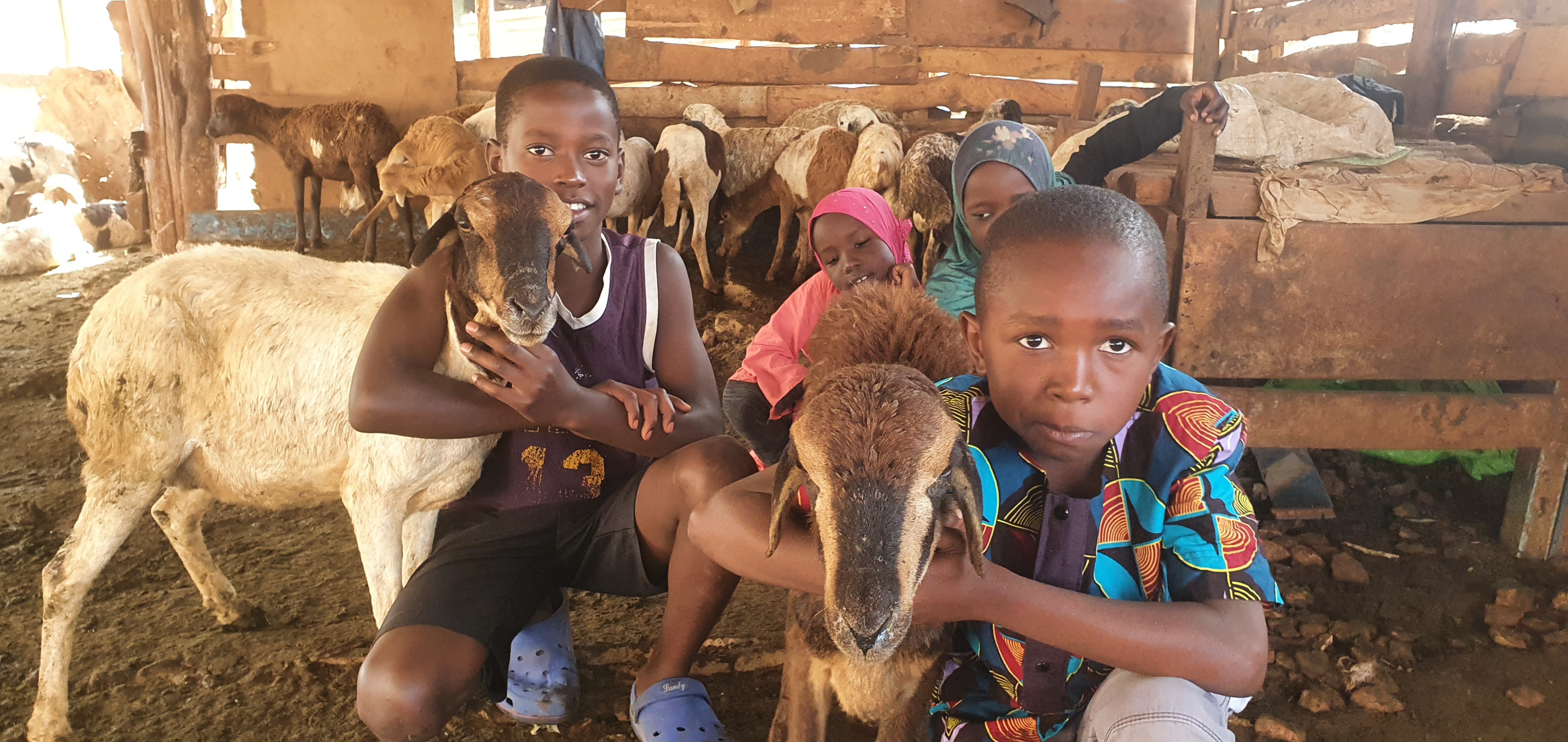 Küçükbaş Kurban Proje Organizasyonu