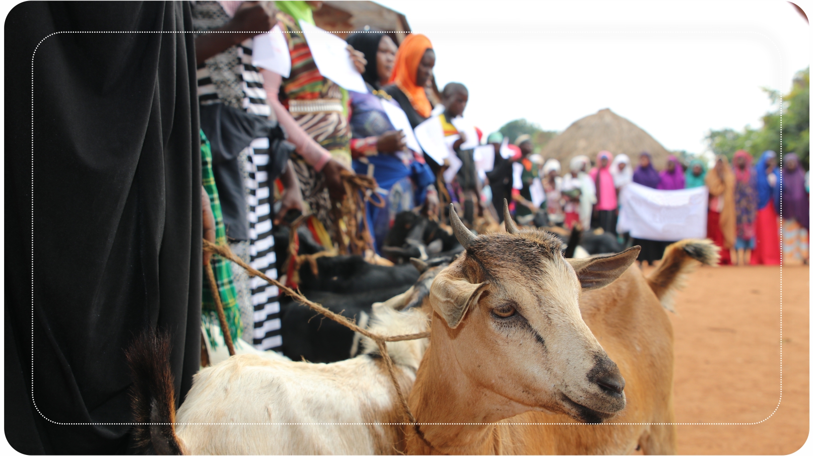 Süt Keçisi Dağıtım Organizasyonu